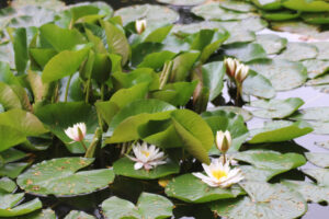 Waterlilles at Arundel Castle Water Garden