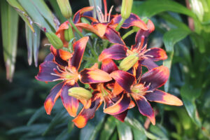 Lilies at Arundel Castle