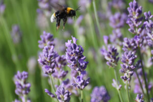 IMG 0565 Perfect Landing Of Bumble Bee onto Lavender Hidcote at Arundel Castle