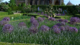 Alliums Christophii in the Cut Flower Garden floating above Lavender Hidcote like hot air balloons, last years photov2