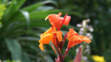 Canna Lily at Arundel Castle 2