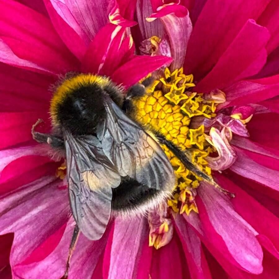 Bees