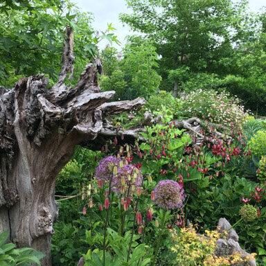 Stumpery Garden at Arundel Castle